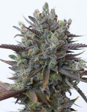 Purple Orange CBD Feminizada Dinafem