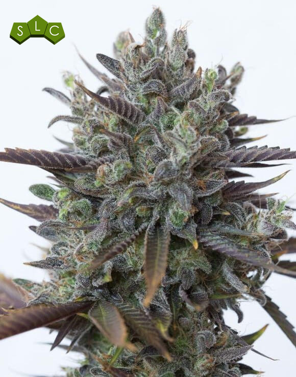 Purple Orange CBD Feminizada Dinafem