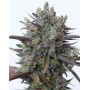 Purple Orange CBD Feminizada Dinafem