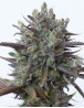 Purple Orange CBD Feminizada Dinafem