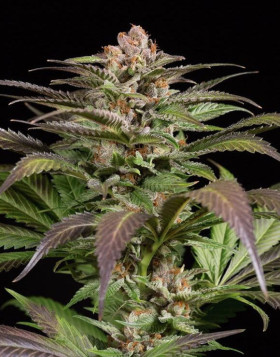 Purps1 Feminizada Dinafem