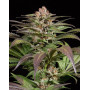 Purps1 Feminizada Dinafem