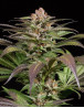 Purps1 Feminizada Dinafem