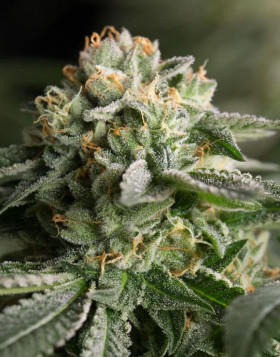 Remo Chemo Feminizada Dinafem