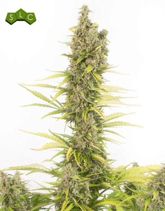 Amnesia CBD Autofloreciente Dinafem