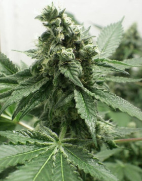 Black Jesus OG Feminizada Dr Underground