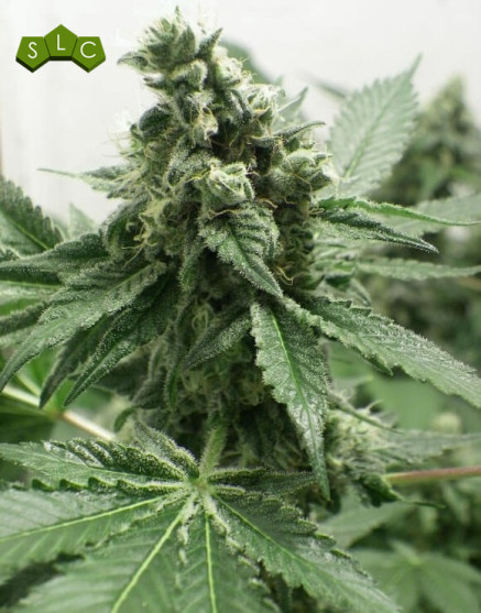 Black Jesus OG Feminizada Dr Underground