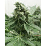 Black Jesus OG Feminizada Dr Underground