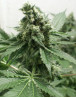 Black Jesus OG Feminizada Dr Underground