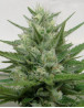 Crystal METH Feminizada Dr Underground