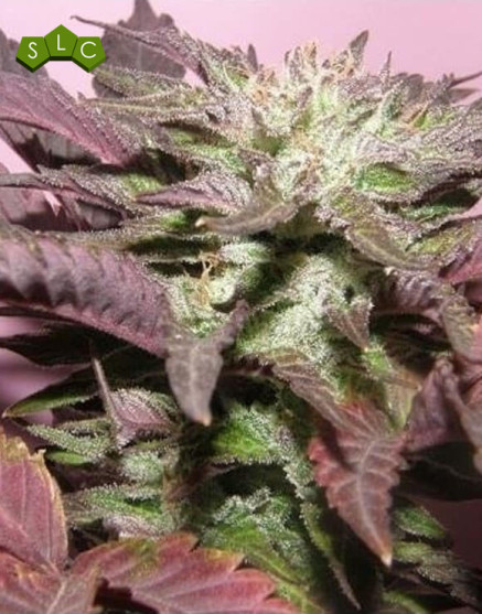 Melon Gum Feminizada Dr Underground