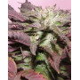 Melon Gum Feminizada Dr Underground