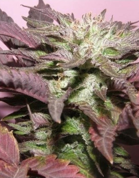 Melon Gum Autofloreciente Dr Underground