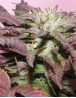 Melon Gum Autofloreciente Dr Underground