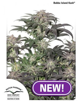 Bubba Island Kush Feminizada Dutch Passion