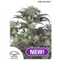 Bubba Island Kush Feminizada Dutch Passion