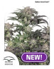 Bubba Island Kush Feminizada Dutch Passion