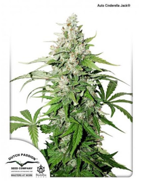 Cinderella Jack Autofloreciente Dutch Passion