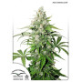 Cinderella Jack Autofloreciente Dutch Passion