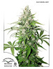 Cinderella Jack Autofloreciente Dutch Passion