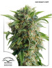 Daiquiri Lime Autofloreciente Dutch Passion