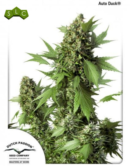 Duch Autofloreciente Dutch Passion