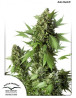 Duch Autofloreciente Dutch Passion