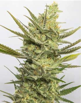 Gipsy Haze Feminizada Eva Seeds