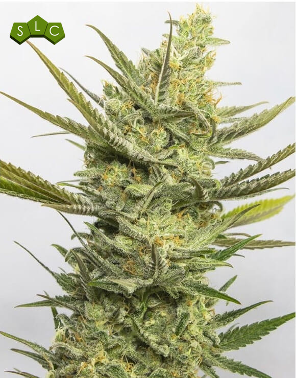 Gipsy Haze Feminizada Eva Seeds