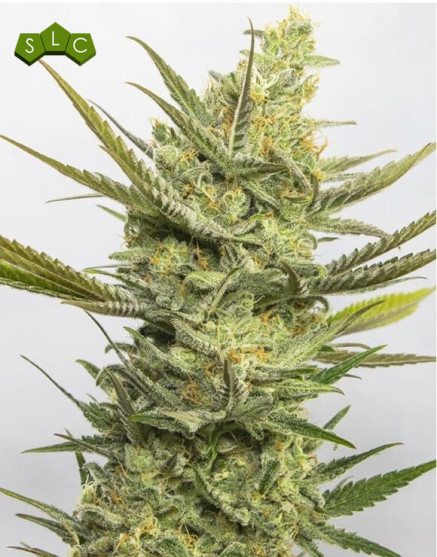 Gipsy Haze Feminizada Eva Seeds