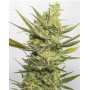 Gipsy Haze Feminizada Eva Seeds