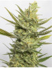 Gipsy Haze Feminizada Eva Seeds