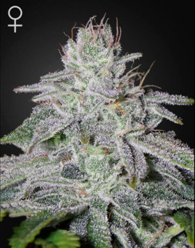 Franco's Lemon Cheese Feminizada Green House Seeds