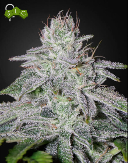 Franco's Lemon Cheese Feminizada Green House Seeds