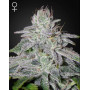 Franco's Lemon Cheese Feminizada Green House Seeds