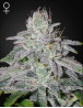 Franco's Lemon Cheese Feminizada Green House Seeds