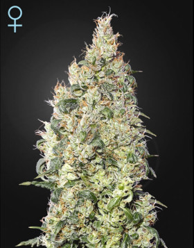 Great White Shark CBD Feminizada Green House Seeds
