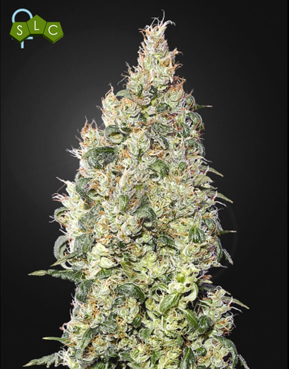 Great White Shark CBD Feminizada Green House Seeds