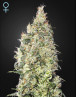 Great White Shark CBD Feminizada Green House Seeds