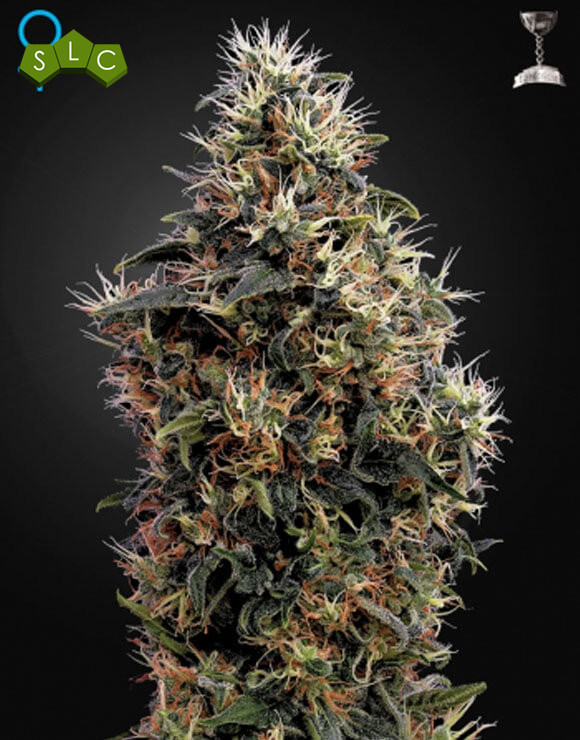 Sweet Mango Autofloreciente Green House Seeds