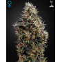Sweet Mango Autofloreciente Green House Seeds