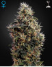 Sweet Mango Autofloreciente Green House Seeds