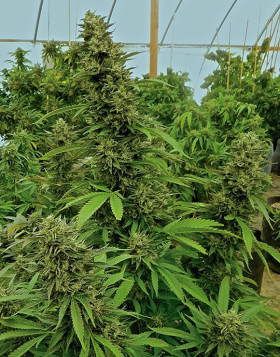 Chemdawg Feminizada Humboldt Seeds