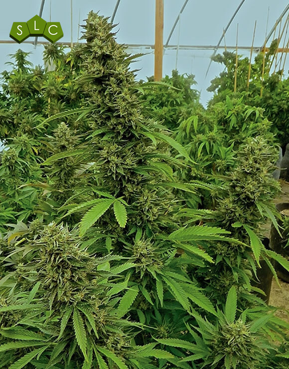 Chemdawg Feminizada Humboldt Seeds