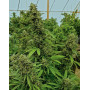 Chemdawg Feminizada Humboldt Seeds