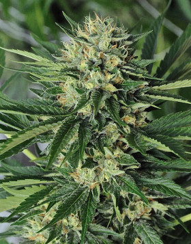 Comprar Dr. Greenthumb's Em-Dog de B-Real Feminizada Humboldt Seeds