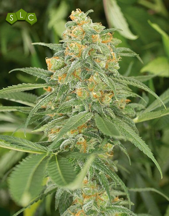 Green Crack Feminizada Humboldt Seeds