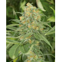 Green Crack Feminizada Humboldt Seeds