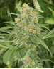 Green Crack Feminizada Humboldt Seeds
