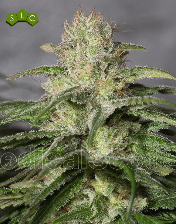 OG Kush CBD Medical Seeds